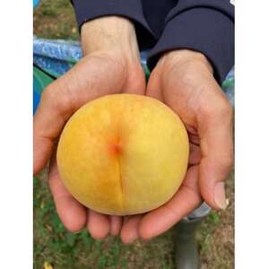 y2026Ns\z8{蔭ERYEFE(1.5kg)yzsnFzy1580283z