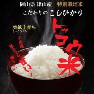 【突鉱土育ち】津山産トッコウ米(こしひかり)10kg【1361989】