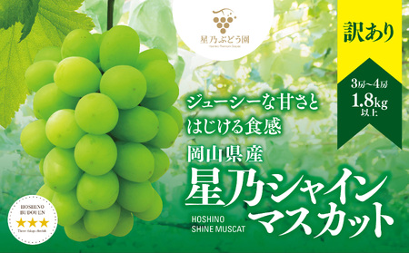 【先行受付】訳あり星乃シャインマスカット(岡山県産) 3～4房(1.8kg以上)【配送不可地域：離島・北海道・沖縄県】【1626442】