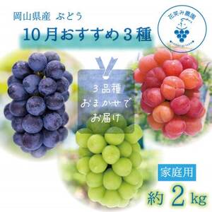岡山 花笑み農園のブドウ『10月おすすめ3種セット』家庭用(3房) 3M-2L家[10月〜順次発送][配送不可地域:離島]