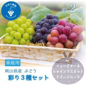 岡山 花笑み農園『彩り3種セット』(シャイン、クイーンニーナ、ピオーネ)(3房)家庭用 3M-2家[配送不可地域:離島・北海道・沖縄県]