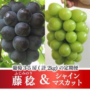 [発送月固定定期便][きよとうファーム]藤稔とシャインマスカット各2kg入の定期便(岡山県産)全2回[配送不可地域:離島]