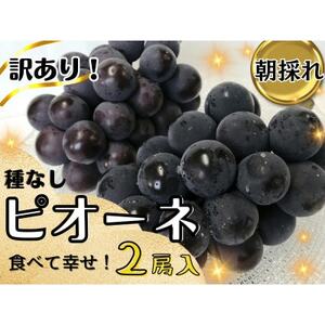 [2025年先行受付]訳あり岡山県産ピオーネ1.2kg[配送不可地域:離島]