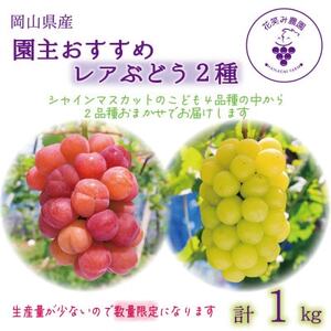岡山 花笑み農園『園主おすすめレアぶどう2種セット』〜シャインの子供たち〜 2M-1R 9月下旬〜[配送不可地域:離島]