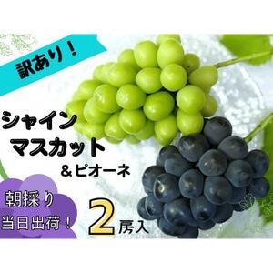 [2025年先行受付]訳あり岡山県産ぶどう詰合せ 1.2kg(シャインマスカット+ピオーネ)[配送不可地域:離島]