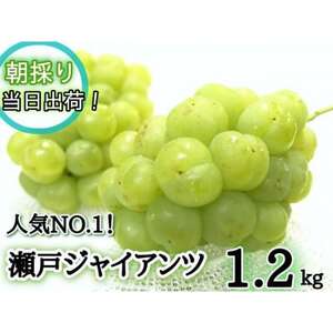 [産地直送]フルーツ王国岡山 朝採り新鮮!人気ぶどう瀬戸ジャイアンツ1.2kg(2〜3房)[配送不可地域:離島]