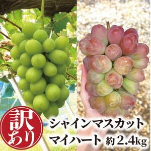 [きよとうファーム][訳あり品ご家庭用]シャインマスカット&マイハート 約2.4kg (岡山県産)[配送不可地域:離島]