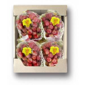 [2026年度発送分]希少品種ブドウわけありマスカットビオレ2kg[配送不可地域:離島・北海道・沖縄県]