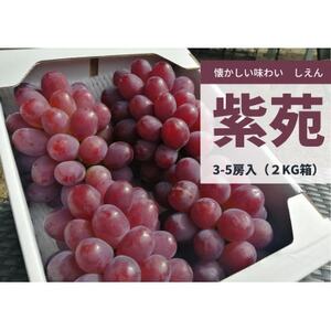 [2026年先行予約]紫苑(しえん) 上級品3-5房入/計2kg〜(岡山県産)[配送不可地域:離島]