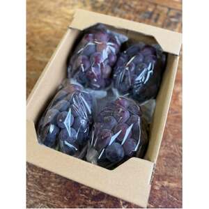 �y2026�N�������z���R���Y �󂠂� ���E�݃j���[�s�I�[�l 2kg(3�`5�[)�y�z���s�n��F�����z�y1700083�z