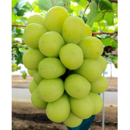新鮮・朝採り後即出荷!岡山県　吉備高原産シャインマスカット　5kg(7～10房)ご贈答品【1700900】