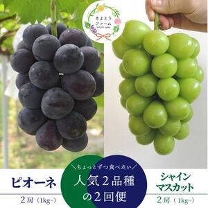 [発送月固定定期便]ピオーネとシャインマスカットお試し便 (岡山県産)全2回[配送不可地域:離島]