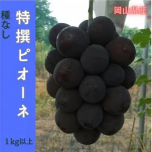 [2026年先行予約]岡山のぶどう(ピオーネ)1kg以上(2房)[配送不可地域:離島]