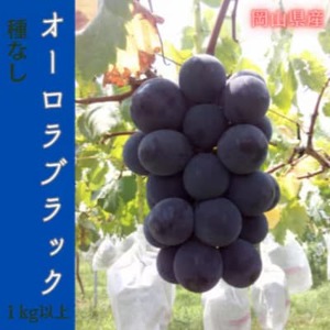 [2026年先行予約]岡山のぶどう(オーロラブラック)1kg(2房)[配送不可地域:離島]