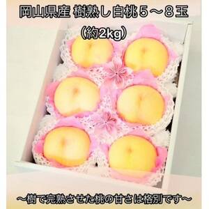 岡山県産 樹熟し白桃 5-8玉(約2kg)[配送不可地域:離島]
