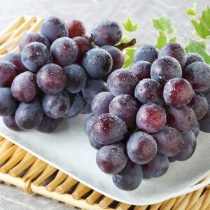 秋のニューピオーネ2房[冷蔵]2026年発送[配送不可地域:離島・北海道・沖縄県]