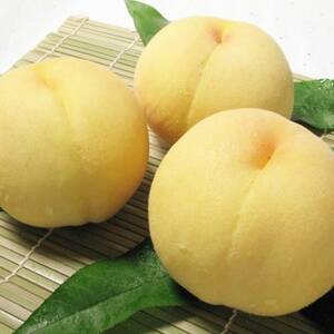 岡山県産 清水白桃3玉[冷蔵]2026年発送[配送不可地域:離島・北海道・沖縄県]