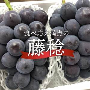 [2026年先行予約]大粒の黒葡萄「藤稔(ふじみのり)」大2房/計1.3kg〜(岡山県産) ギフトに[配送不可地域:離島]