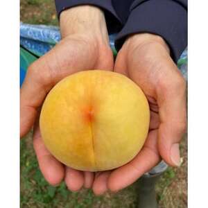 [2026年先行予約]8月上旬頃より発送予定・岡山県産の黄色い桃・黄金桃(3個入り)[配送不可地域:離島]