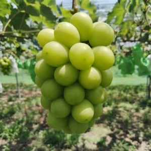 先行予約 岡山産 完熟シャインマスカット 2房 1キロ以上[配送不可地域:離島]