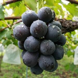 先行予約 岡山産 完熟ピオーネ 4〜5房 2キロ以上[配送不可地域:離島]