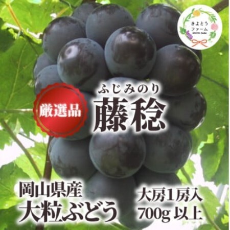 大粒葡萄の「藤稔」 大サイズ1房 厳選品 1房700g〜 (岡山県産) ギフトにおすすめの人気葡萄![配送不可地域:離島]