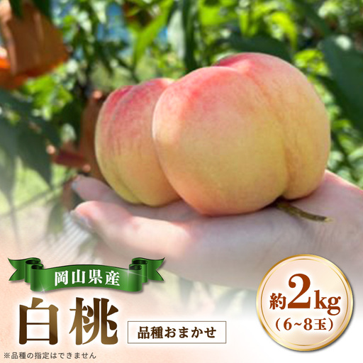 【品種おまかせ】岡山県産・白桃[白鳳・おかやま夢白桃・川中島白桃・白麗]約2kg(6~8玉)【配送不可地域：離島・北海道・沖縄県】【1726911】