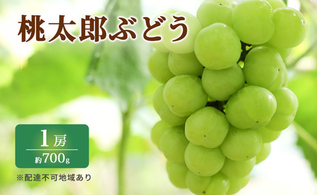 ぶどう 2025年 先行予約 特選 桃太郎 ぶどう 1房 約700g ブドウ 葡萄 岡山県産 国産 フルーツ 果物 ギフト いろは堂