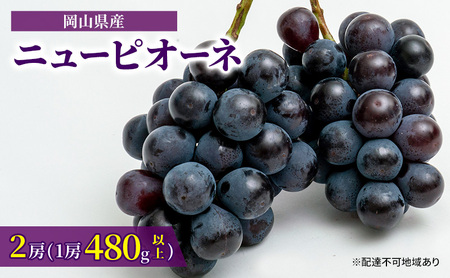 ぶどう 2025年 先行予約 ニュー ピオーネ 2房(1房480g以上)約1kg 化粧箱入り ブドウ 葡萄 岡山県産 国産 フルーツ 果物 ギフト