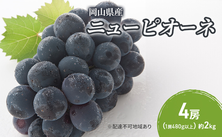 ぶどう 2024年 先行予約 ニューピオーネ 4房(1房480g以上) ブドウ 葡萄 岡山県産 国産 フルーツ 果物 ギフト