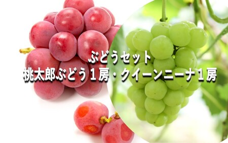 ぶどう [2025年 早期受付] ぶどうセット 桃太郎ぶどう 1房・ クイーンニーナ 1房 合計約1kg ブドウ 葡萄 岡山県産 国産 フルーツ 果物 ギフト