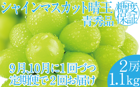 2025年 先行予約受付中[2回定期便] シャインマスカット晴王 2房 約1.1kg 岡山県産 種無し 皮ごと食べる みずみずしい 甘い フレッシュ 瀬戸内 晴れの国 おかやま 果物大国 ハレノフルーツ