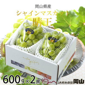 y2025N8{蔭zRY VC}XJbg  600g×2[ Ԃǂ  uhE t[c ʕ