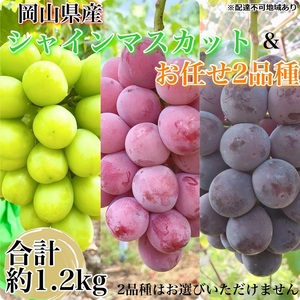 ぶどう 農家こだわりのシャインマスカット&お任せ2品種 3房合計約1.2kg ブドウ 葡萄 岡山県産 国産 フルーツ 果物 ギフト [ Nini farm 農家 直送 ]
