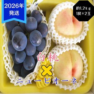 [2026年先行受付] 白桃 ニューピオーネ 約1.2kg セット 桃 2玉 ぶどう 1房 岡山県産 御中元 ギフト 御礼 プレゼント 御礼 御祝 御供 果物 くだもの フルーツ もも モモ 葡萄 ブドウ
