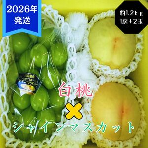 [2026年先行受付] 白桃 シャインマスカット 晴王 約1.2kg セット 桃 2玉 ぶどう 1房 岡山県産 御中元 ギフト 御礼 プレゼント 御礼 御祝 御供 果物 くだもの フルーツ もも モモ 葡萄 ブドウ