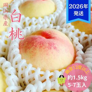 [2026年先行受付] 白桃 特秀 ロイヤル 中玉 約1.5kg(5〜7玉)岡山県産 桃 もも モモ 御中元 ギフト 御礼 プレゼント 御礼 御祝 御供 果物 くだもの フルーツ