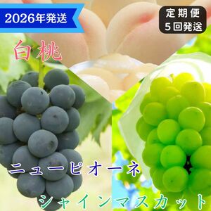 [2026年先行受付] 白桃 ニューピオーネ シャインマスカット 晴王 5回 定期便 桃 もも モモ ぶどう 葡萄 ブドウ 岡山県産 御中元 ギフト 御礼 プレゼント 御礼 御祝 御供 果物 くだもの フルーツ