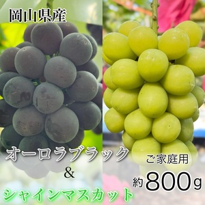 ぶどう 2026年 先行予約 農家こだわりの シャイン マスカット & オーロラブラック 2房 合計約800g ご家庭用クラス 葡萄 岡山県産 国産 フルーツ 果物 ギフト [ Nini farm 農家 直送 ]