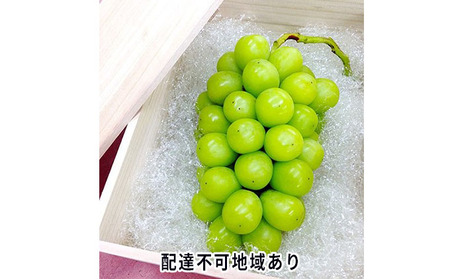 �Ԃǂ� 2026�N ��s�\�� �V���C�� �}�X�J�b�g �˔� 1�[���� 800g�ȏ� �u�h�E ����  ���R���Y ���Y �t���[�c �ʕ� �M�t�g �����Ԃǂ��� �ʕ��� �V���C���}�X�J�b�g