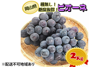ぶどう 2025年 先行予約 ニュー ピオーネ[9月上旬〜順次発送分]約2kg(2房〜5房)秀品 糖度抜群! 種無し ブドウ 葡萄 岡山県産 国産 フルーツ 果物 ギフト 果物類