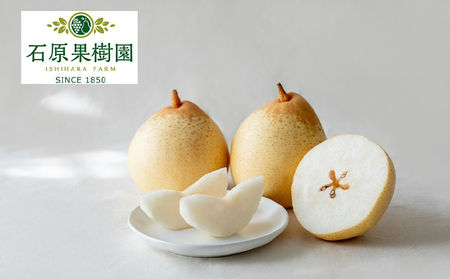 梨 2025年 先行予約 鴨梨（ヤーリー）6～10玉 約4kg 贈答箱 【11月下旬～12月中旬頃発送】ナシ なし 岡山県産 国産 フルーツ 果物 ギフト 石原果樹園 ヤリー 