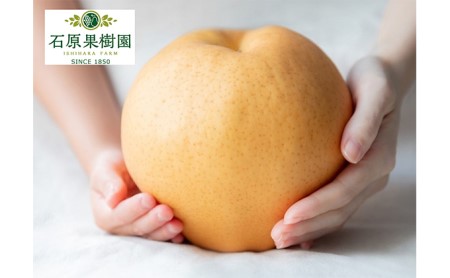 梨 2025年 先行予約 備前横綱梨（あたご梨）3玉（1玉1～1.4kg）贈答箱 【11月下旬～12月中旬頃発送】ナシ なし 岡山県産 国産 フルーツ 果物 ギフト 石原果樹園 