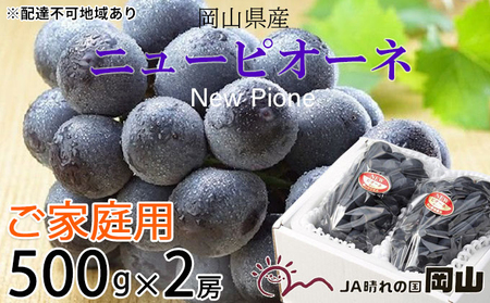ぶどう 2025年 先行予約 ご家庭用 ニュー ピオーネ 約500g×2房 ブドウ 葡萄  岡山県産 国産 フルーツ 果物 巨峰 美しい 外観 大粒 高糖度 種なし 皮ごと 芳醇 酸味 美味しい 絶妙 バランス 大人気 
