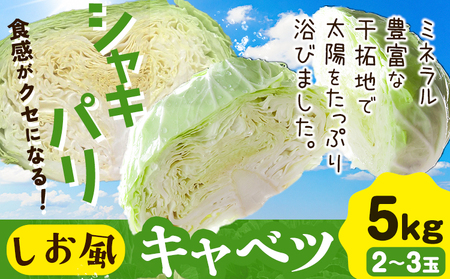 しお風キャベツ 約5kg ( 2〜3玉 )[1月中旬-3月末頃出荷]キャベツ 野菜 青果物 岡山県 笠岡市