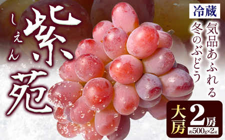 ぶどう 紫苑 しえん 大房2房(約500g×2房) ふじまる[2024年10月下旬-11月末頃出荷]岡山県 笠岡市 送料無料 葡萄 フルーツ 果物 お取り寄せフルーツ