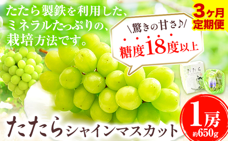 [令和7年度産先行予約] [3回定期便]マスカット シャインマスカット 1房(約650g)[8月下旬-10月下旬頃出荷]たたらみねらる ギフト 糖度18度以上 フルーツ 種無し ぶどう 葡 Y&G.ディストリビューター 岡山県 笠岡市 定期便