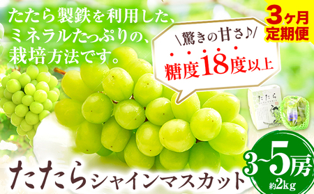【3回定期便】たたらみねらるシャインマスカット約2kg×3回 ｼｬｲﾝﾏｽｶｯﾄ