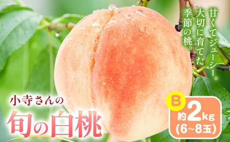 小寺さんの旬の白桃 2kg 6〜8玉 小寺壽夫 [7月中旬-8月下旬頃出荷] 岡山県 笠岡市 岡山県産 モモ 果物 フルーツ もも 桃 白桃 白鳳 清水白桃 岡山夢白桃 白麗 白露 白皇 st-p