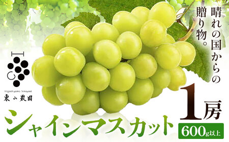 ぶどう シャインマスカット[2026年発送先行予約] 晴れの国からの贈り物 シャインマスカット 600g 以上 1房 [2026年9月上旬-10月中旬頃出荷] 東山農園 ブドウ 葡萄 マスカット 果物 フルーツ ギフト 岡山県 笠岡市